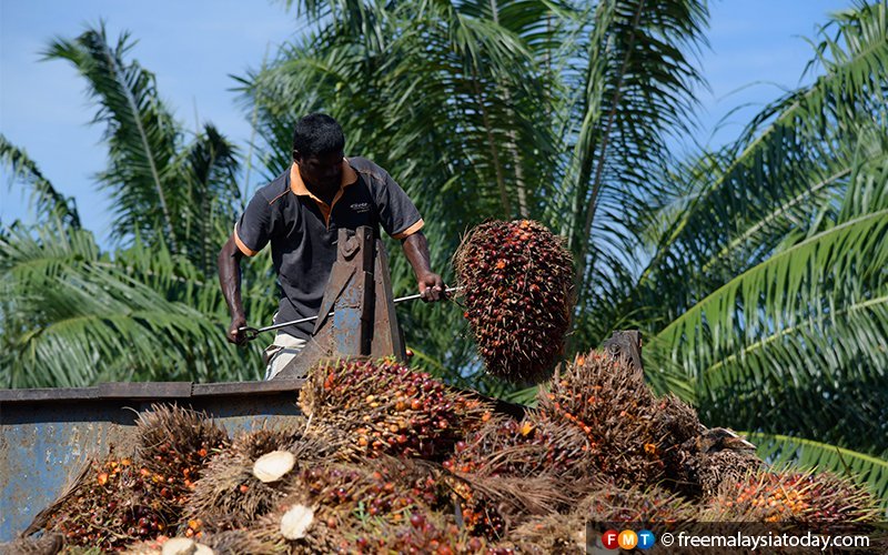 Local industry nothing like the Wild West, says palm oil board
