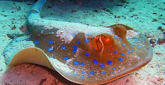 Types of Stingrays: Different Types of Rays (Including Skate Facts)