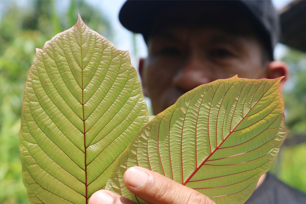 Perlis: Smugglings of two tonnes of kratom leaves thwarted