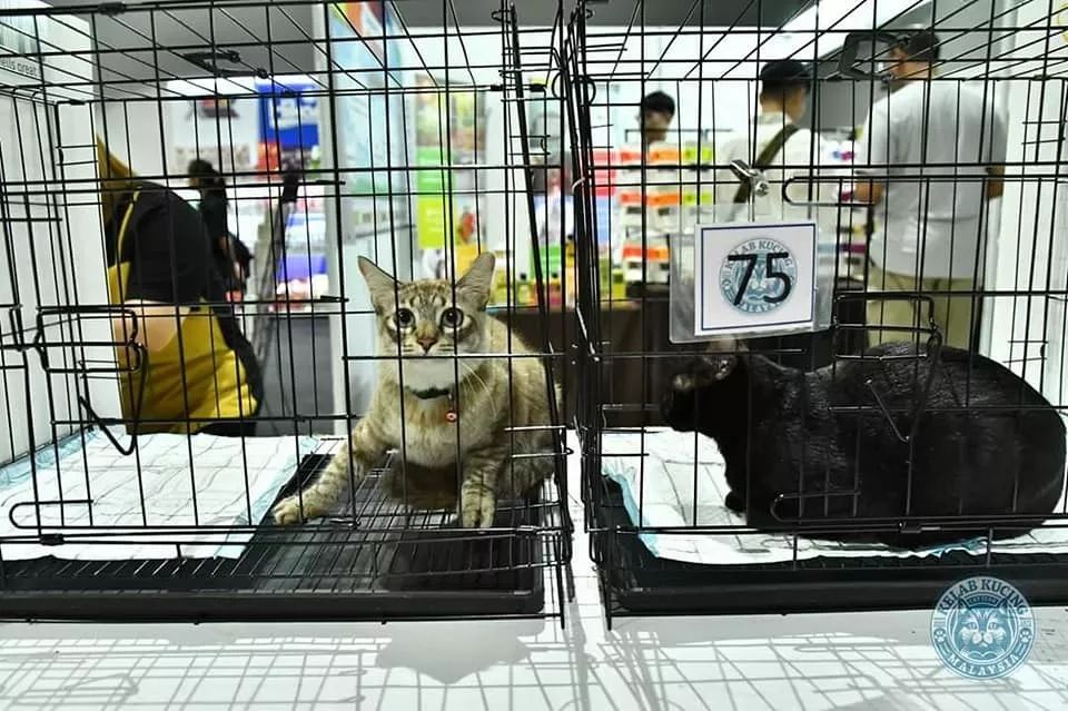 高速公路上救下的流浪猫，半年后居然美到在猫展上拿奖！交警蜀黍：猫虽好，但安全第一！