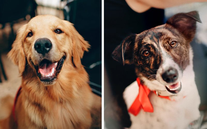 Part 2: The 12 best dog-friendly places in Penang