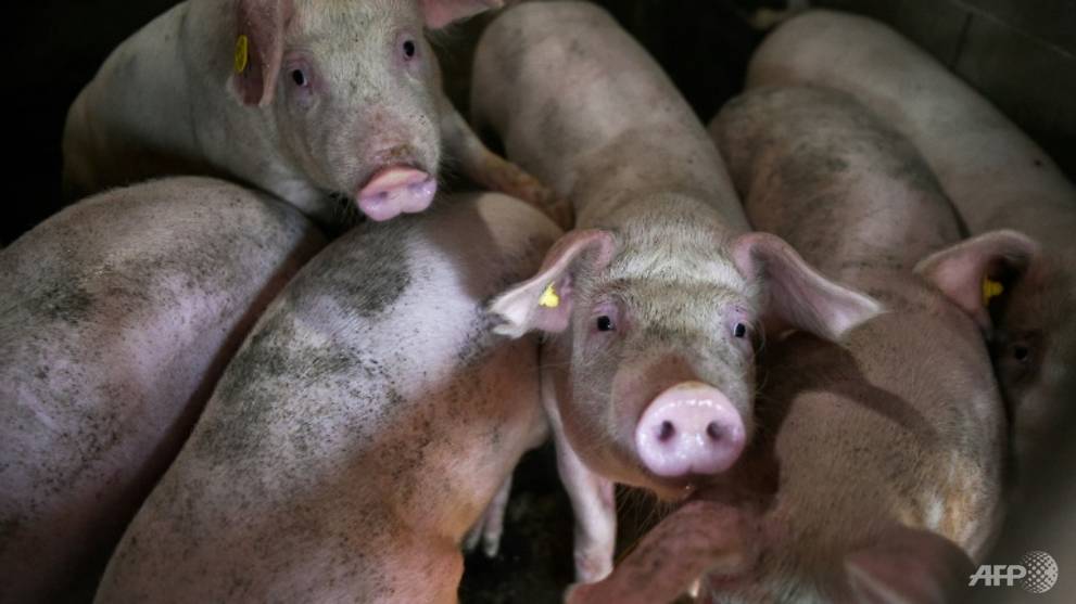 China reports African swine fever in pigs transported to Jiangsu province