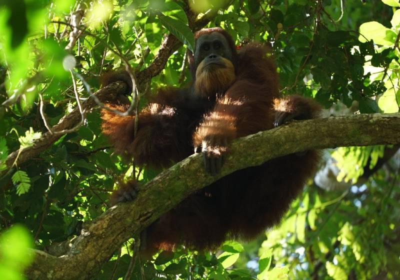 Malnourished, injured Indonesian orangutan rehabilitated and released