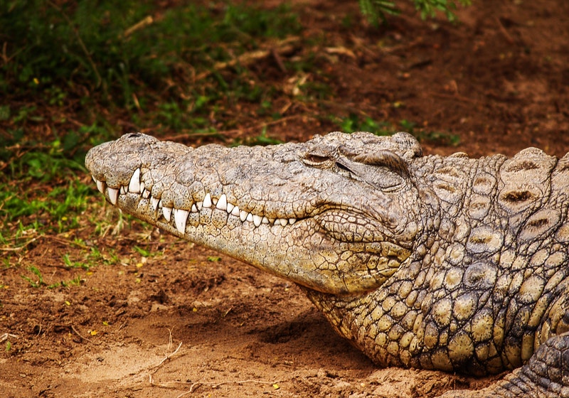 Indonesian fisherman's body found cut in half in possible crocodile attack