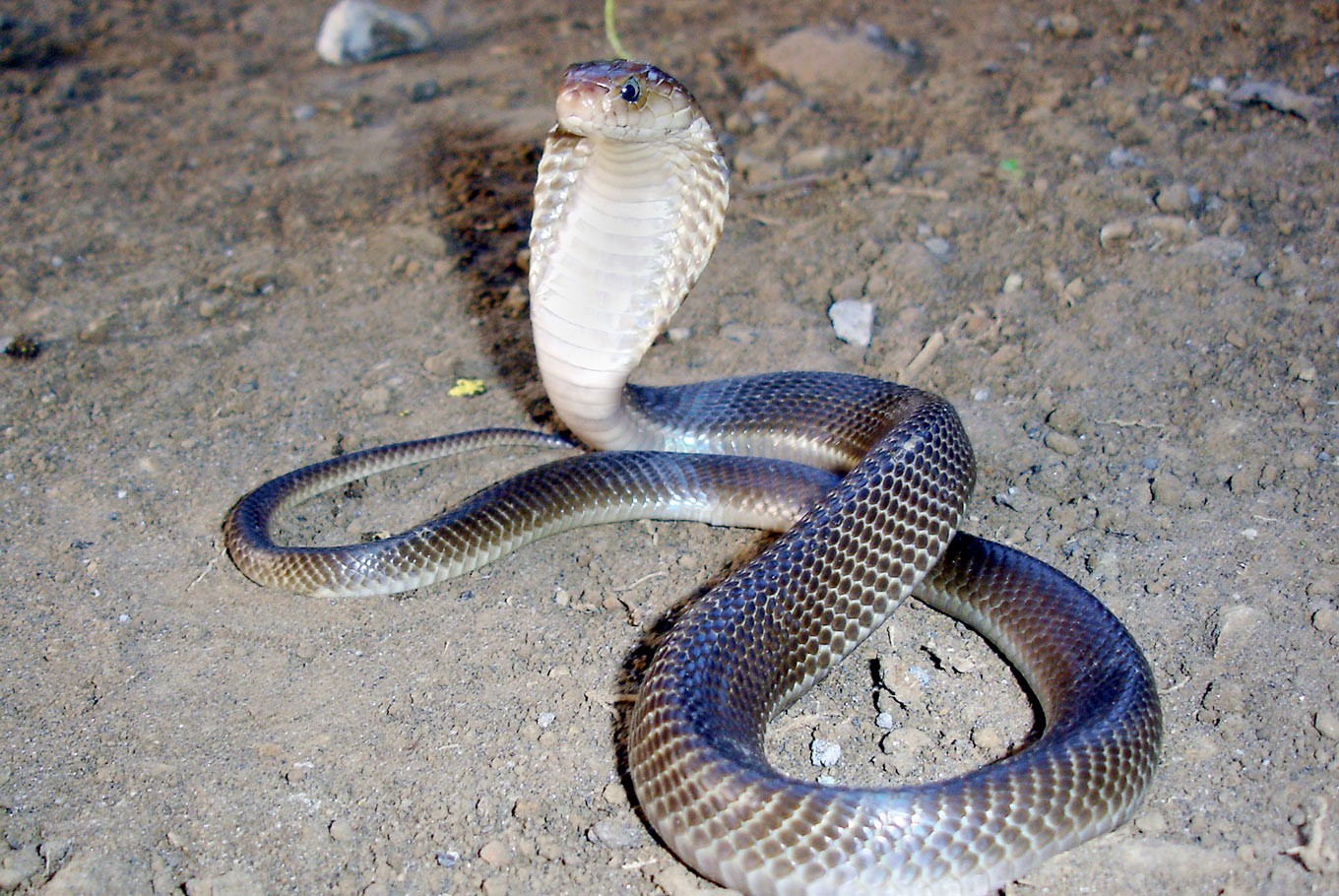 Lurking inside? Tens of cobras terrorize toilets in West Jakarta