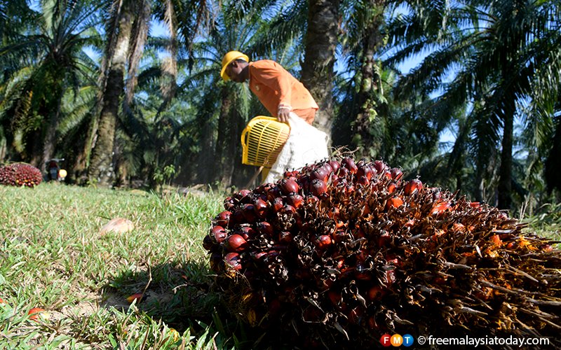 Soaring palm oil price sees India switching to sunflower oil