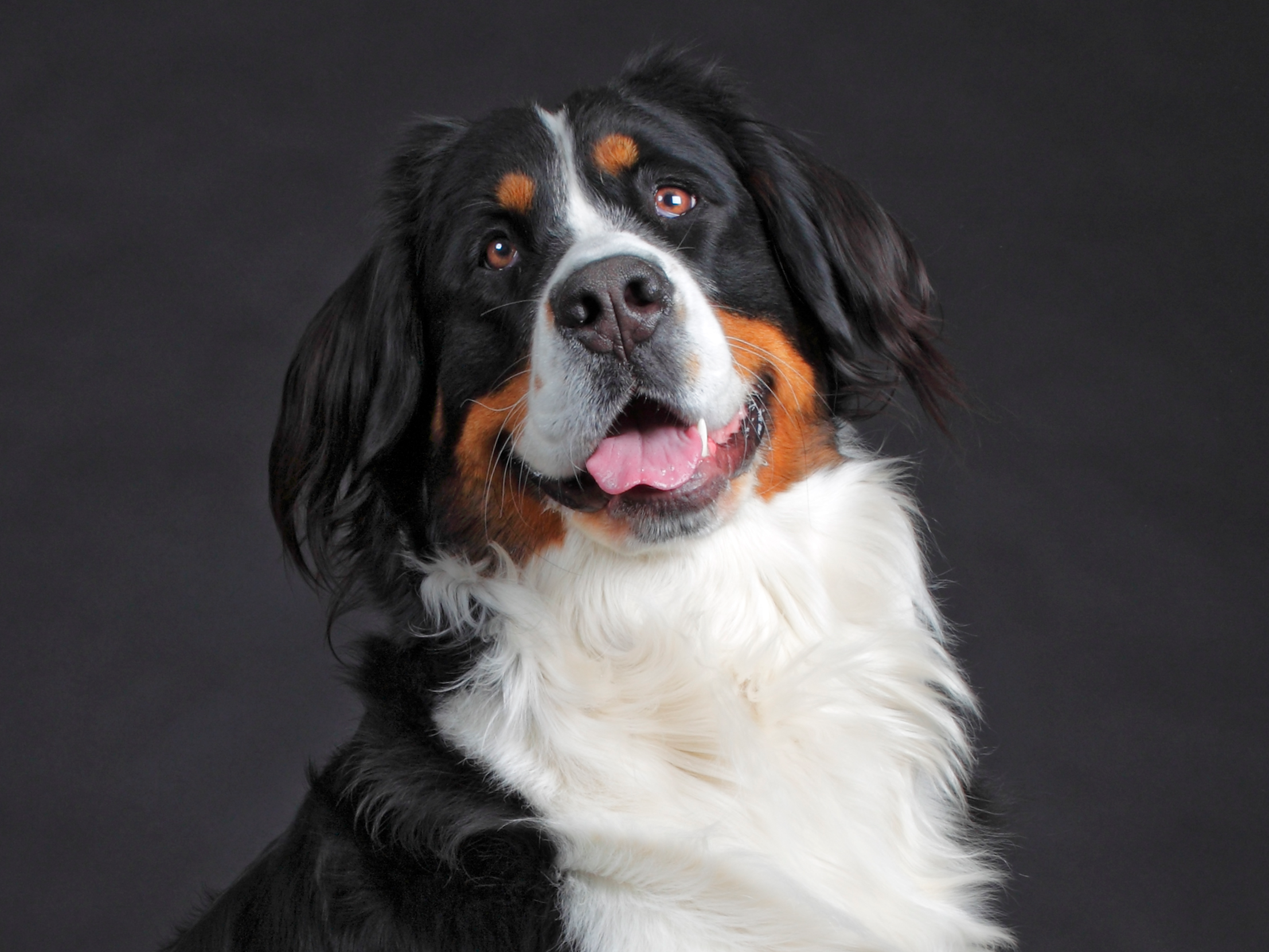 The top trending dog breeds of 2019, according to Google