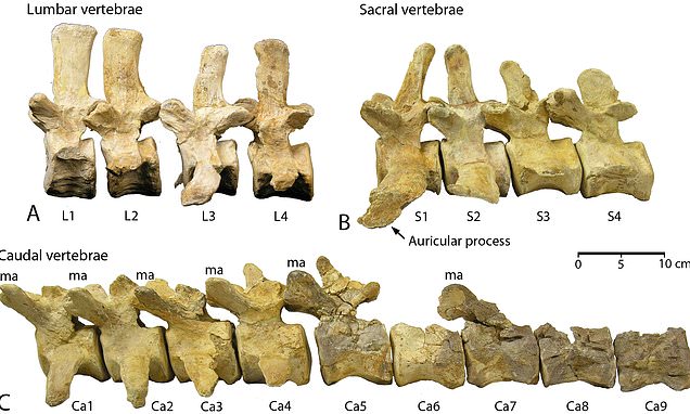 Remains show a 'missing link' from foot to tail-powered whales