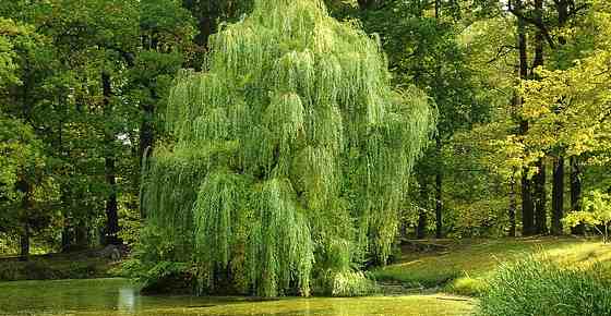Types of Willow Trees: Weeping Willows, Willow Shrubs, Dwarf Willows and More (With Pictures and Name)