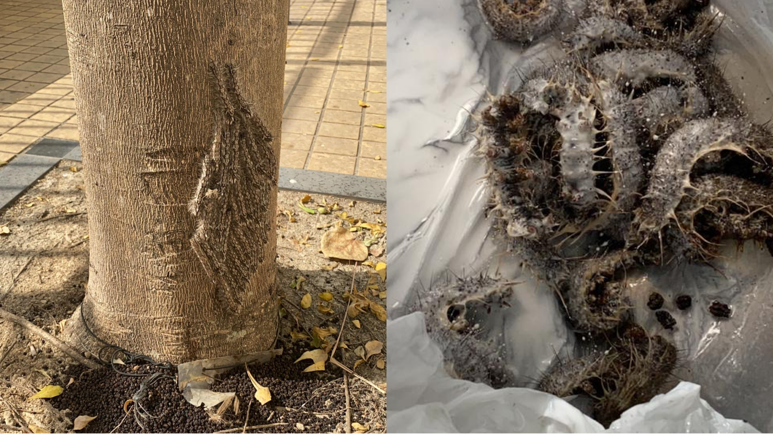 暖冬后遗症？深井惊现有毒海毛虫
