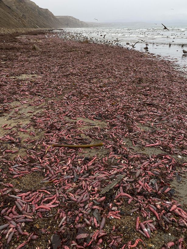 Thousands of bizarre 'penis fish' wash up on beach leaving no room to walk