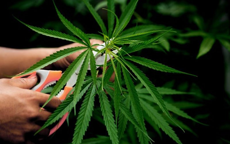 3 held for growing ganja plants at Mont Kiara luxury condo unit