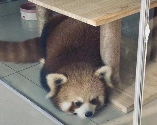 重庆咖啡店疑以小熊猫吸客人 相关部门介入调查