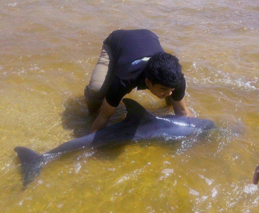 UMT students rescue dolphin beached at Kuala Nerus beach