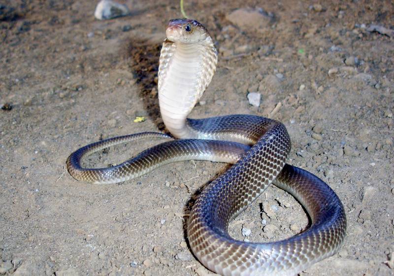 Slithering situation: Cobras captured after terrorising regions in Indonesia