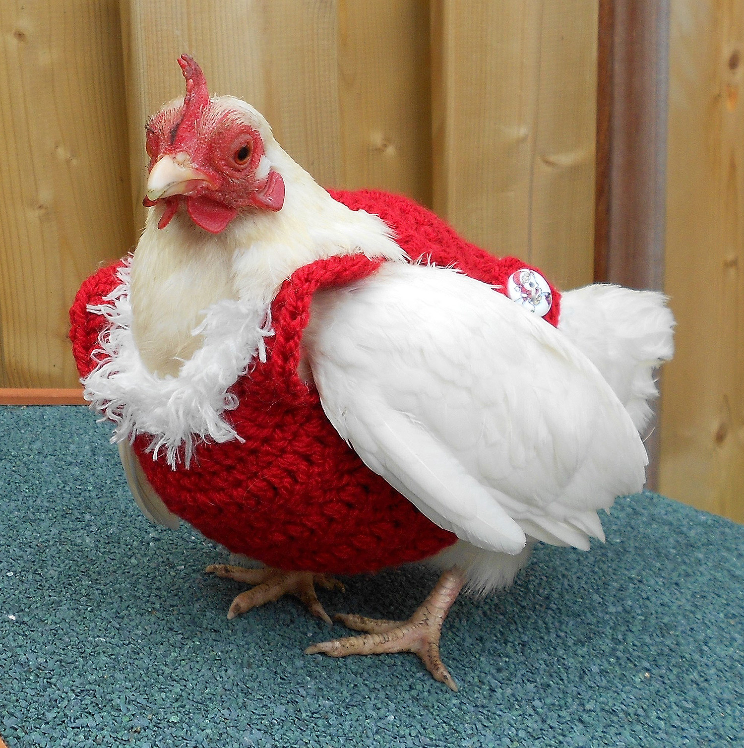 Why Yes, You Can Buy a Cozy Knit Sweater for Your Pet Chicken on Etsy