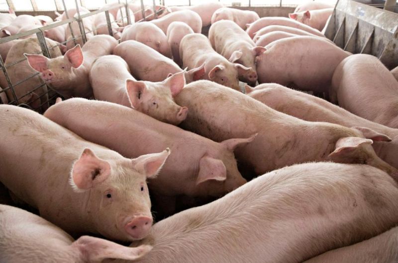 Malaysia bans Indonesian pork products as ASF precaution
