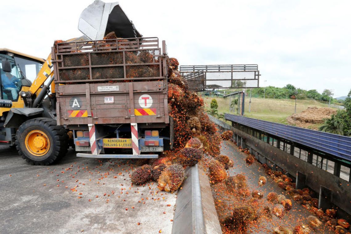 Malaysia to publish oil-palm concession maps in traceability bid