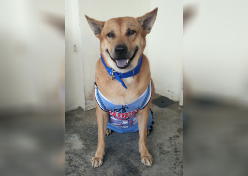 Malaysian canine social media sensation Danny Baboo dies