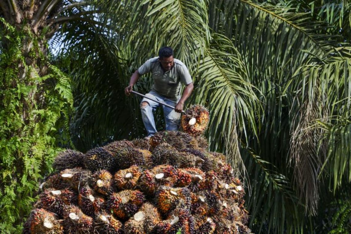 Indonesia warns on EU trade deal, dairy imports amid palm oil spat