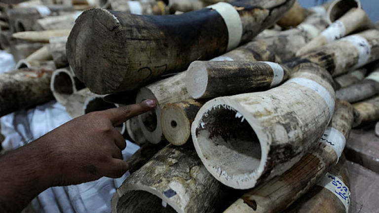Police to probe elephant tusks smuggling claim