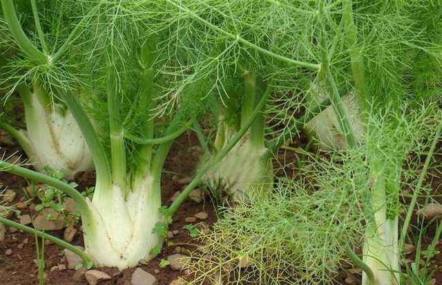 世界上最“重口味”的5种蔬菜，全吃过的，请收下我的“膝盖”！