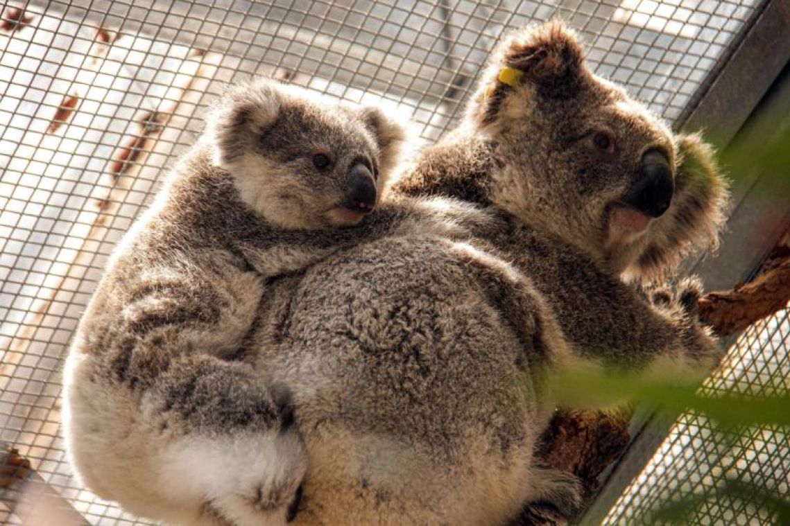 Koalas rescued from path of raging bush fire near Sydney