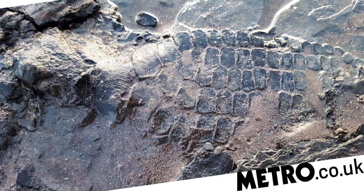 Dog finds dolphin-like 'ichthyosaur' skeleton on beach in Somerset