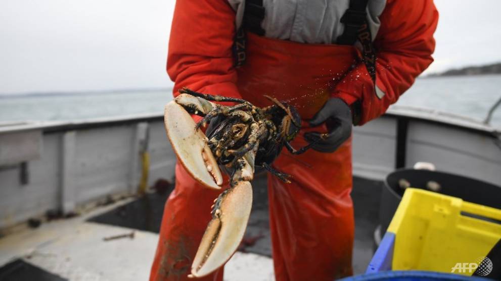 Indonesia faces backlash over baby lobster export ban