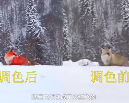 黑龙江大兴安岭雪地现火狐狸？ 原来是「P」图