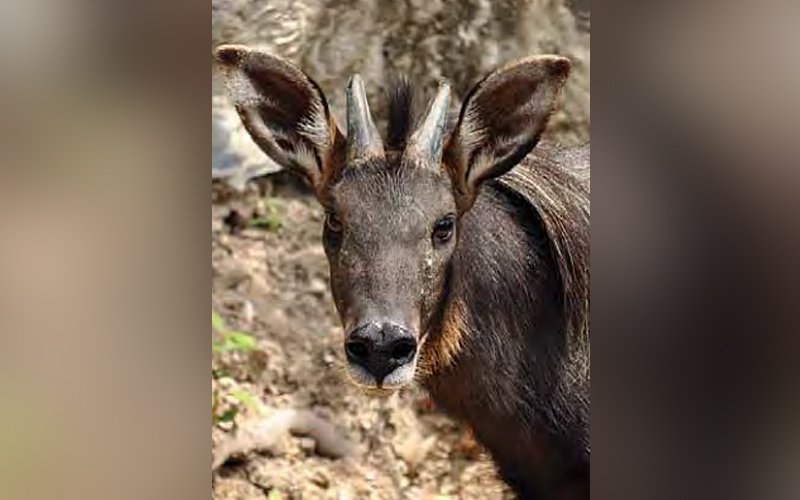 Report says serow still threatened despite convictions