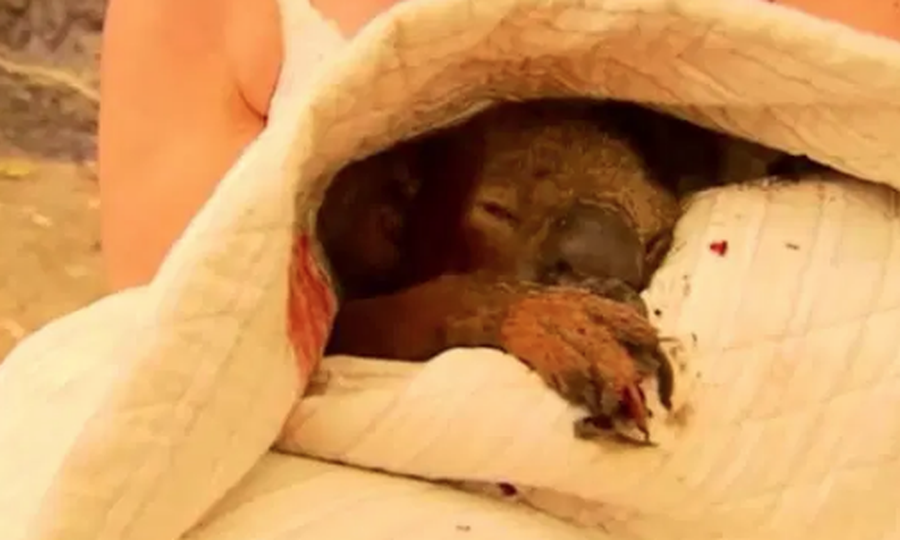 Aussies applaud senior’s koala heroics