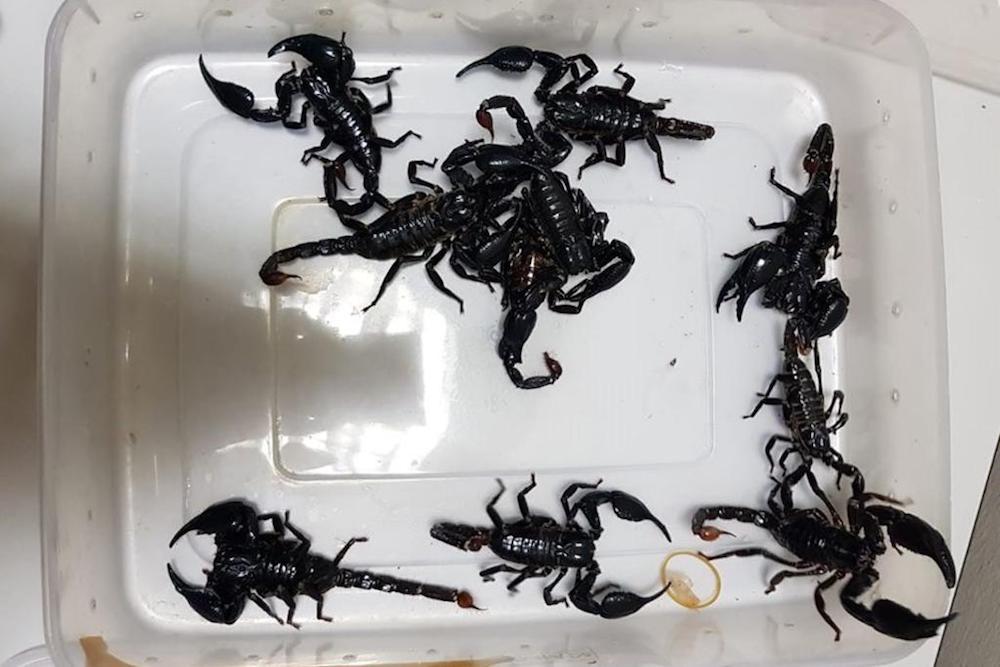 Man fined for trying to smuggle 10 scorpions in tissue box into Singapore from Malaysia