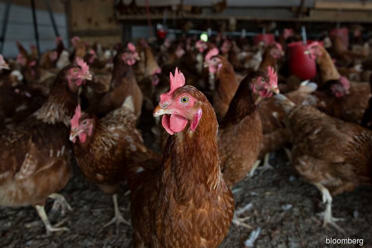 19 items listed under Christmas price control scheme