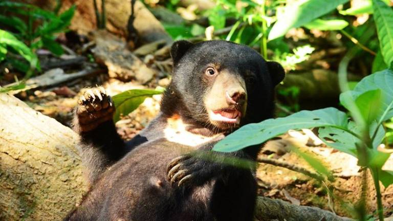 Orang Asli fights off bear in forest