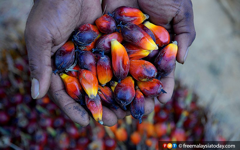 India bans import of refined palm oil