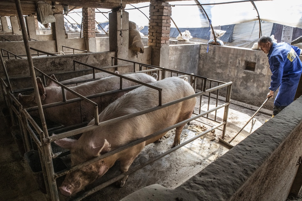 African swine fever: North Sumatra spends Rp 5 billion to bury thousands of dead pigs