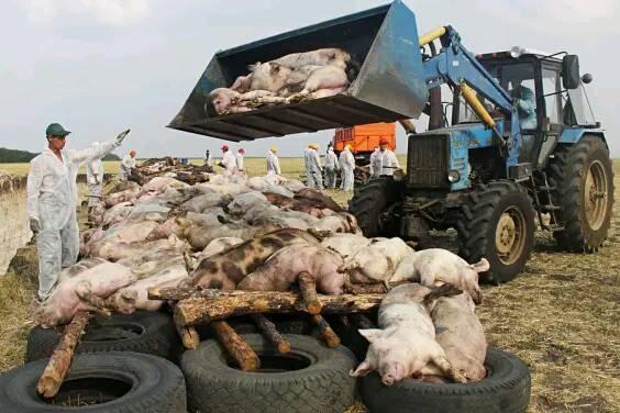 美国人基本不吃猪肉，为何还是养猪大国呢？看完你就懂了