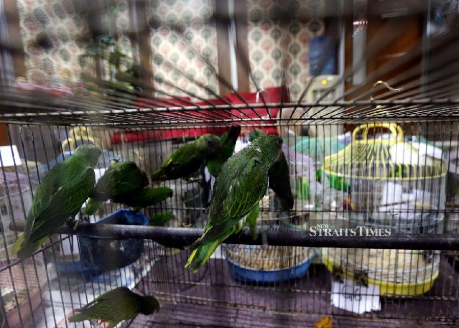 Perak Perhilitan seizes protected birds, two arrested