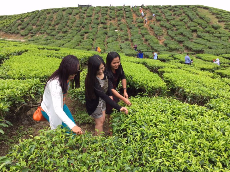 ‘Safe for tourists’: Pahang police chief debunks Cameron Highlands riot rumours