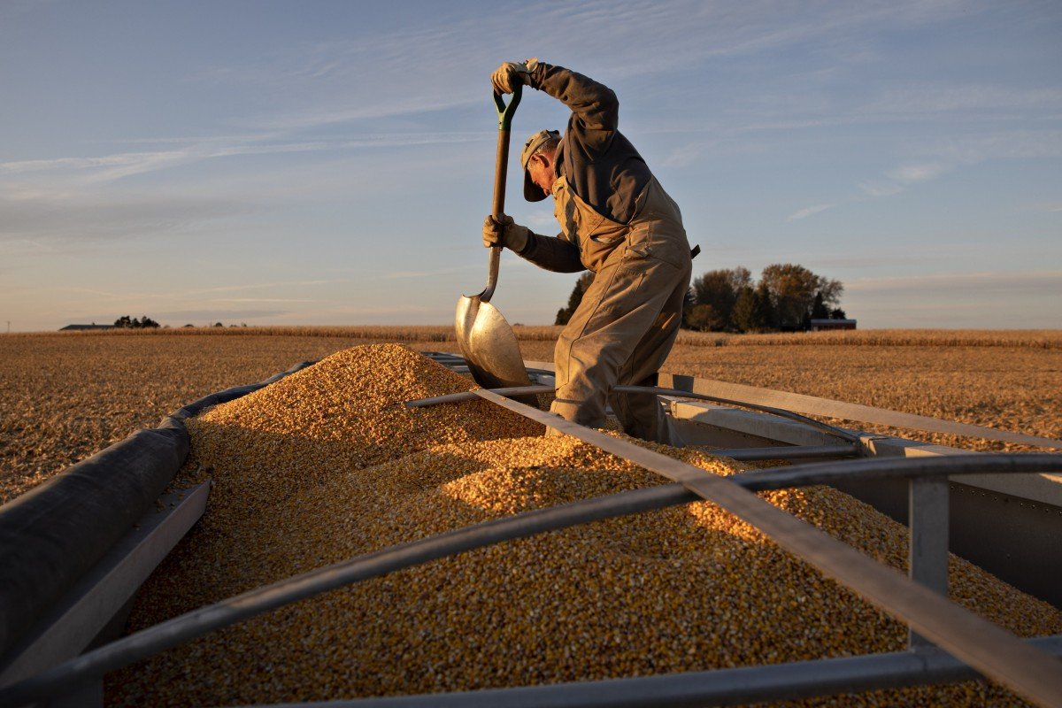 US farmers could be big winners if China buys up wheat quota