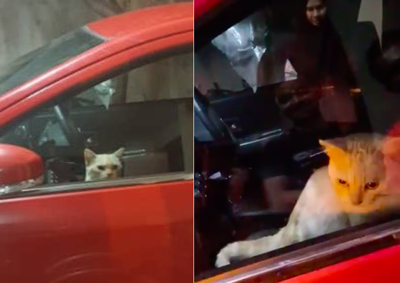 No joke: Cat trapped in car turns hazard lights on for help