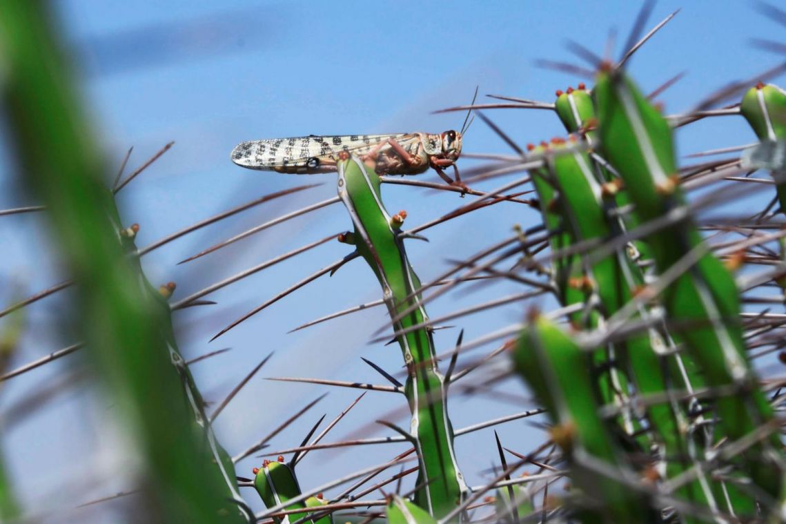 Locust invasion destroys crops in north-west India