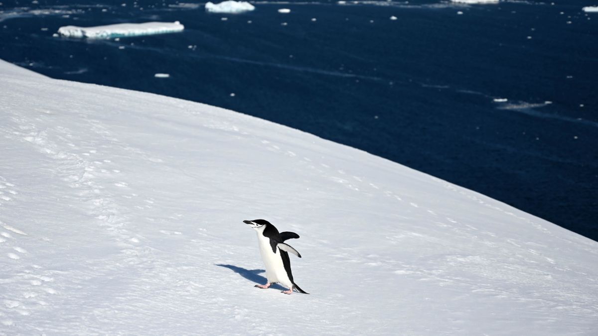 Antarctic Ice Melt May Have Hit an All-Time High on Christmas Eve