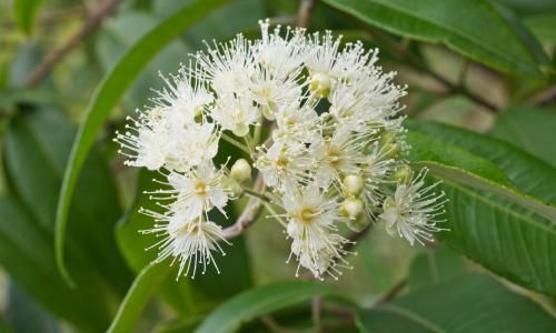 Super flower: lemon myrtle can clean, cook and makes great marshmallows