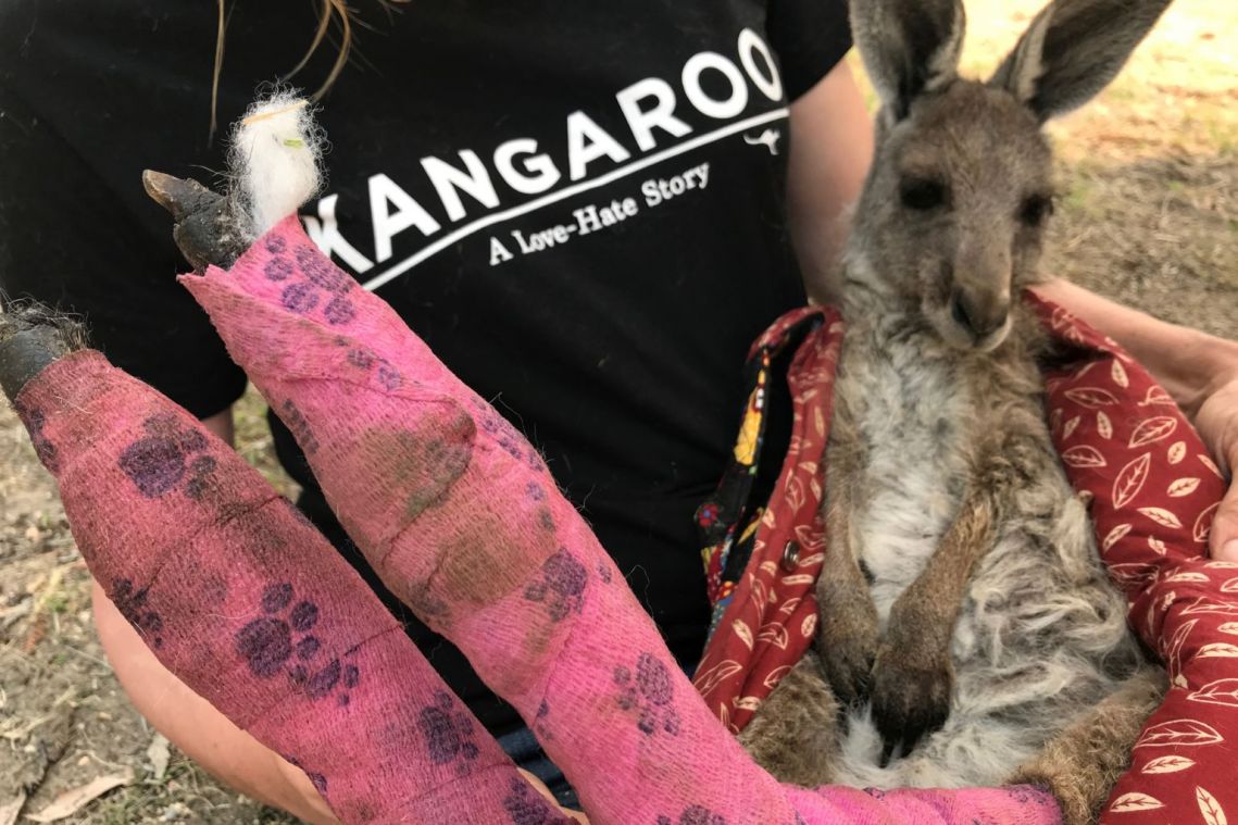 Battle to save Australian wildlife as bush fires rage
