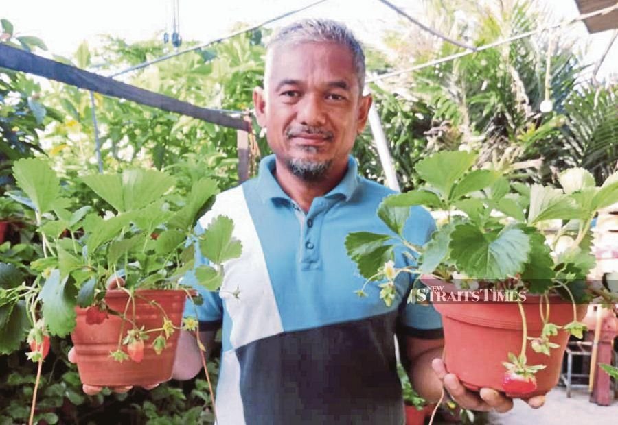 'Strawberries can survive in any weather with the right care'