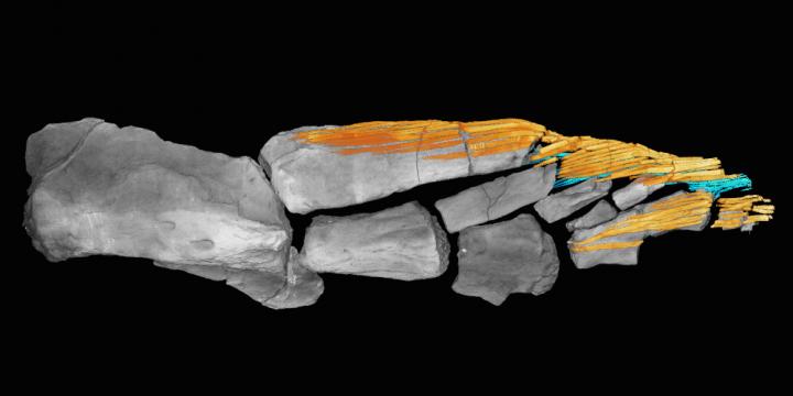 How fish fins evolved just before the transition to land