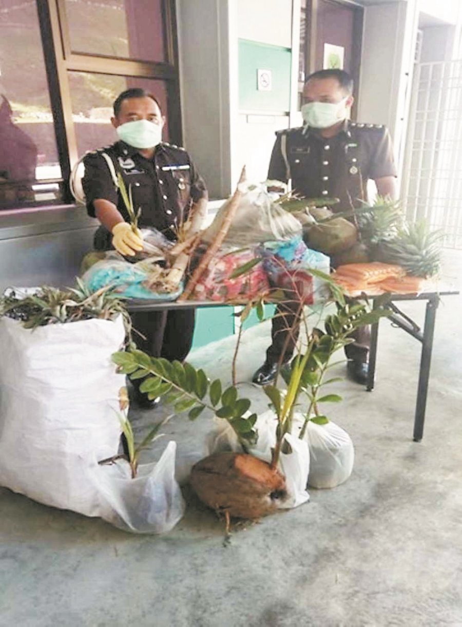 携树苗花卉入境违法