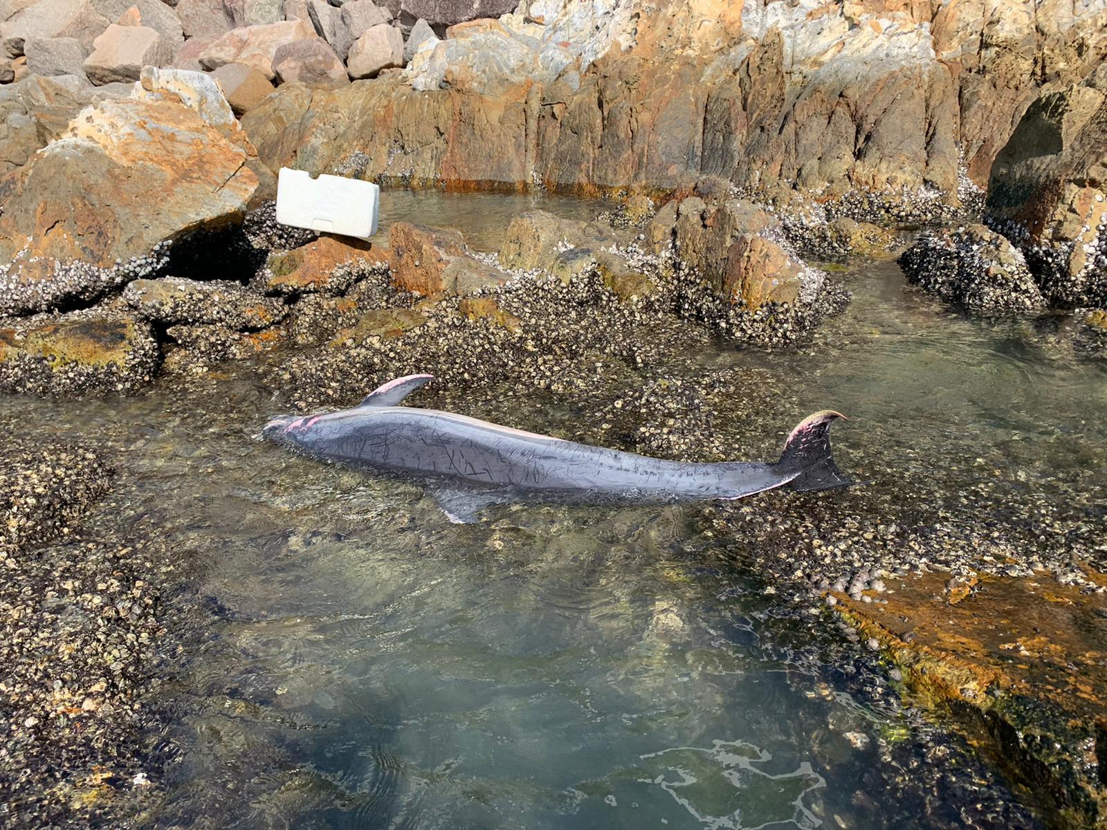 西贡深水湾发现3海豚搁浅 死因有待确定